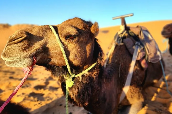 Close-up profile view of a camel's head resting in the sand