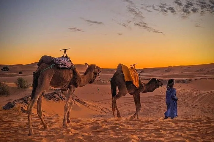 A guide leads two camels across the sand dunes at sunset