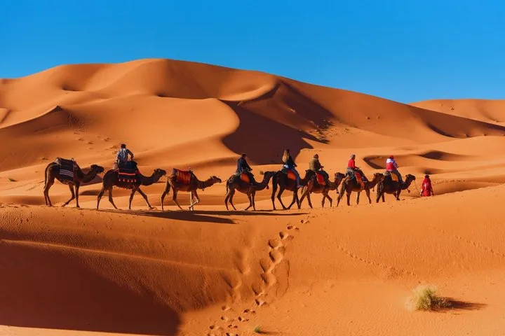 A long camel caravan with tourists riding across the desert dunes